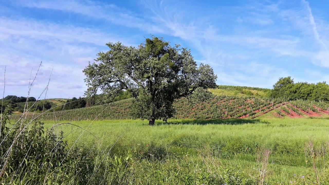 Haus Mit Seele Im Nahetal Weinsheim  エクステリア 写真